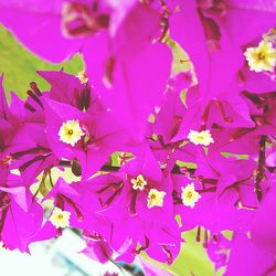 Close-up of pink flowers blooming outdoors