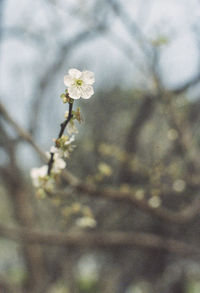 Close-up of white flowers