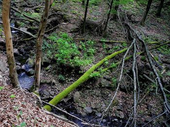 Trees growing in forest