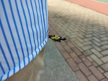 High angle view of insect on wall