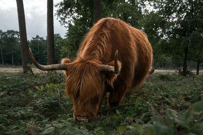 Horse standing on field