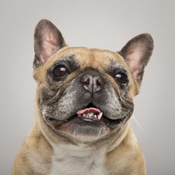 Close-up portrait of a dog