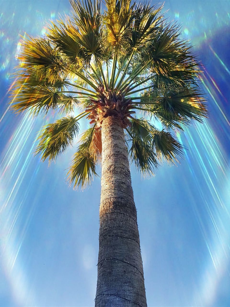 palm tree, low angle view, tree, tree trunk, sky, trunk, tropical climate, plant, growth, nature, tall - high, no people, day, blue, beauty in nature, outdoors, tranquility, sunlight, palm leaf, coconut palm tree, tropical tree, directly below