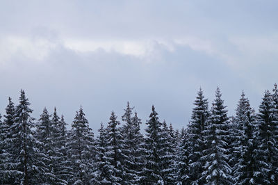 Pine trees in forest against sky