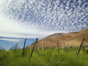 Scenic view of grassy field against cloudy sky