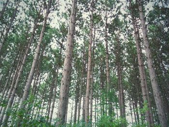 Low angle view of trees in forest