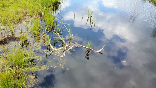 High angle view of duck swimming in lake