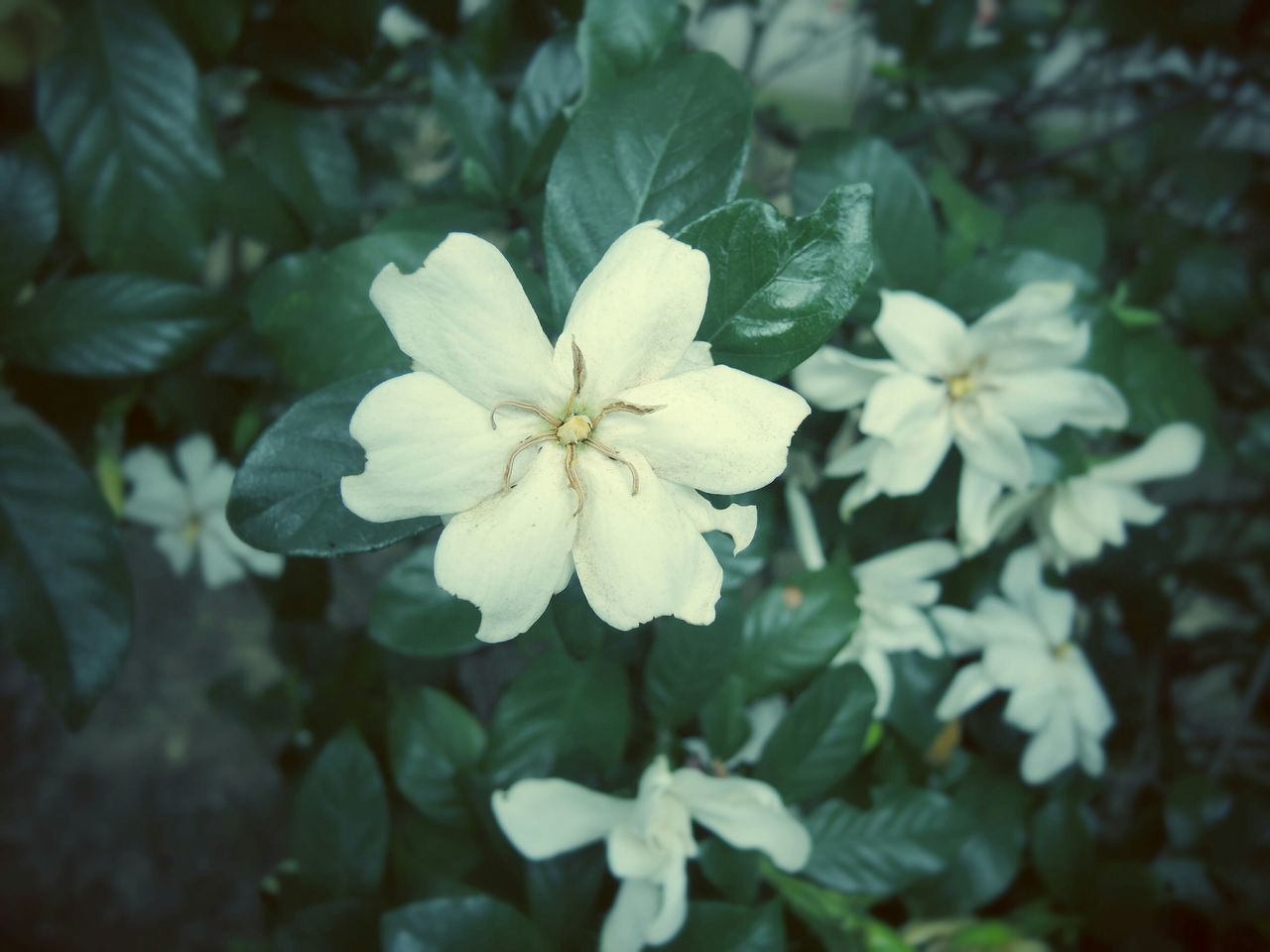 flower, freshness, growth, petal, white color, fragility, flower head, beauty in nature, nature, blooming, close-up, focus on foreground, in bloom, blossom, pollen, stamen, plant, leaf, white, day