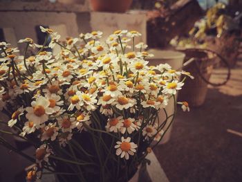 Close-up of flowers blooming outdoors