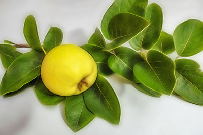 Close up quince fruit and green leaves on white background