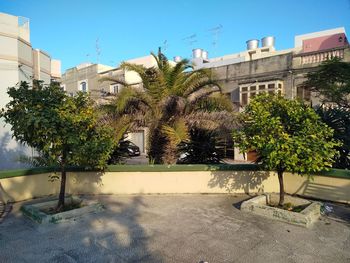 Trees and plants by road against buildings in city