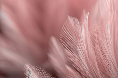 Full frame shot of feather