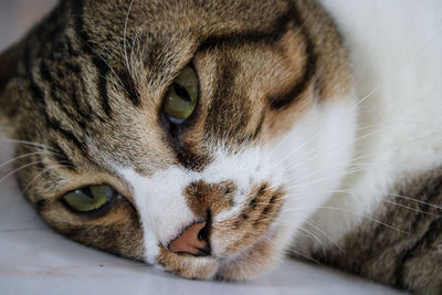 Close-up portrait of a cat