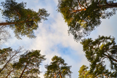 Low angle view of trees against cloudy sky