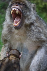 Close-up of monkey yawning