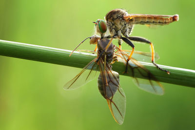 Close-up of damselfly holding insect on stem