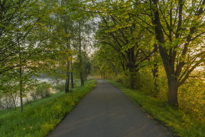 Road amidst trees