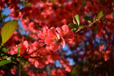 Close-up of pink flowering plant