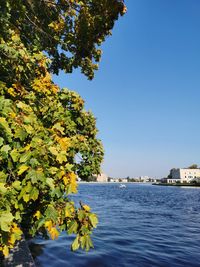 Scenic view of tree against clear blue sky