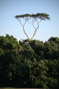 Low angle view of trees against sky