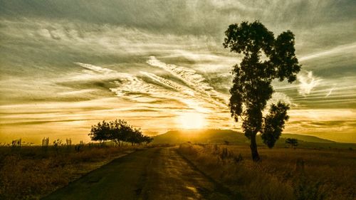 Trees against sky during sunset