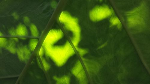 Close-up of green leaf