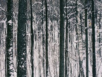 Pine trees in forest
