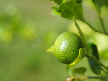 Close-up of green fruits on tree