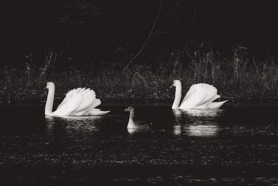 Swan floating on lake