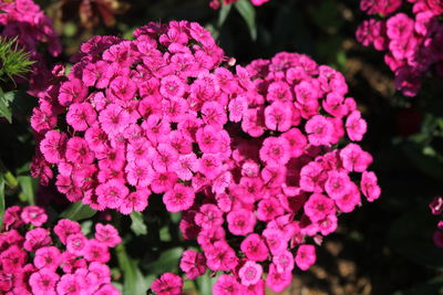 Close-up of pink flowering plants in park