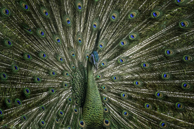 Full frame shot of peacock feathers