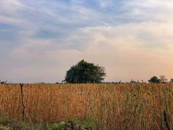 Crops growing on field against sky