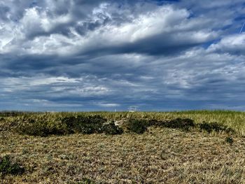 Plants on field against sky