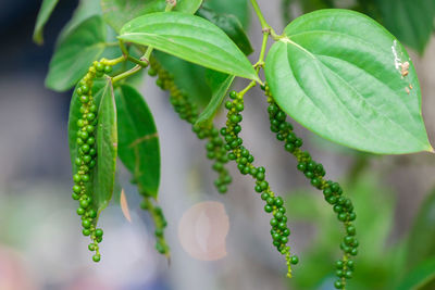 Close-up of fresh green leaves