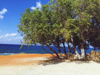 Trees against calm blue sea
