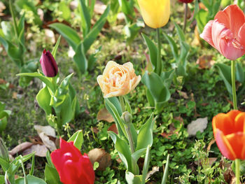 Close-up of rose tulips