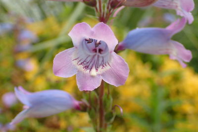 Close-up of flower blooming outdoors