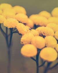 Close-up of yellow flowering plant