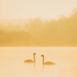 Swans swimming in lake during foggy sunrise