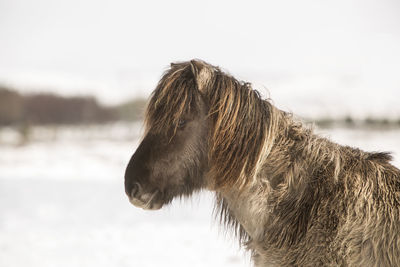 Icelandic horse in wintertime in front of snowy mountains