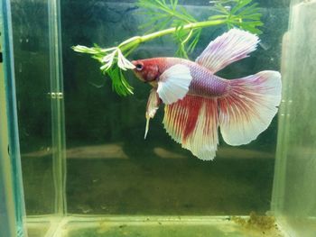 Fish swimming in aquarium