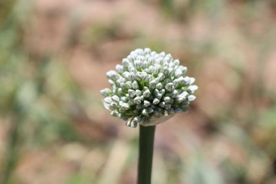 Natural life and seed onion head in the plateau 