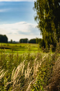 Scenic view of field against sky