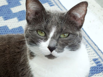 Close-up of cat