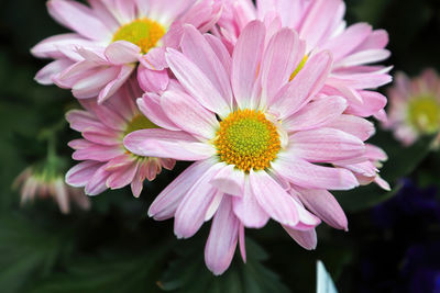 Close-up of pink flower