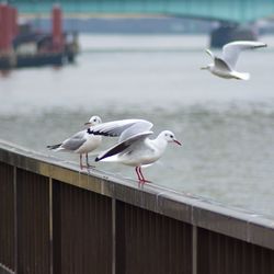 Seagulls flying over sea