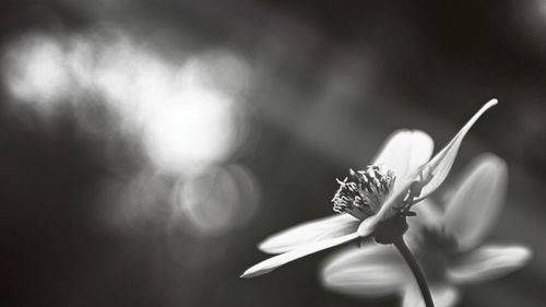 Close-up of insect on flower