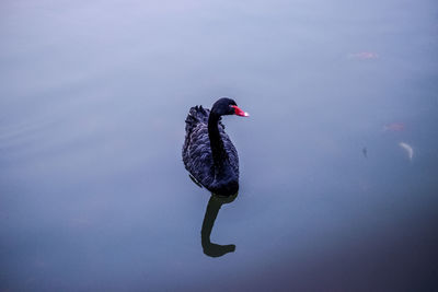 Black swan swimming in lake