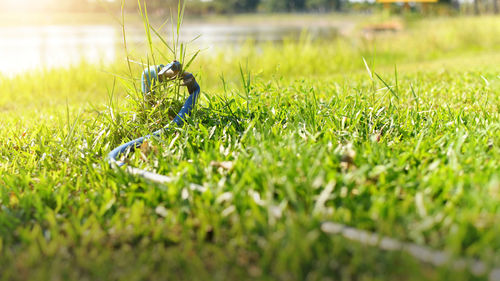 Close-up of insect on land