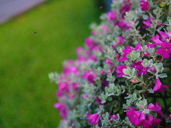 Close-up of pink flowers blooming in park